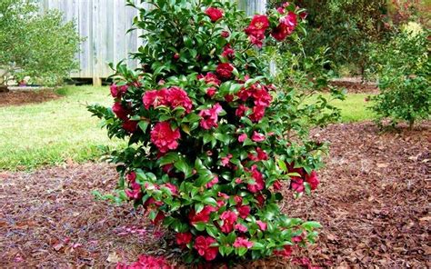 Fall magic rose camellia